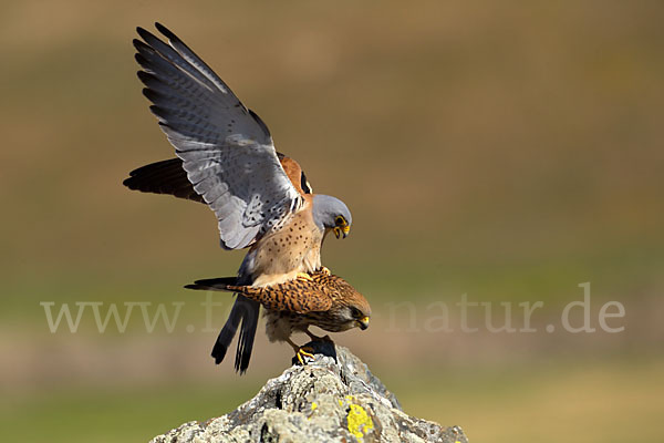 Rötelfalke (Falco naumanni)