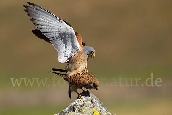 Rötelfalke (Falco naumanni)