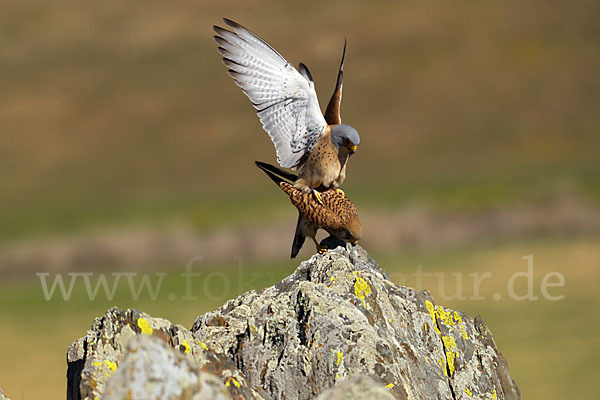 Rötelfalke (Falco naumanni)