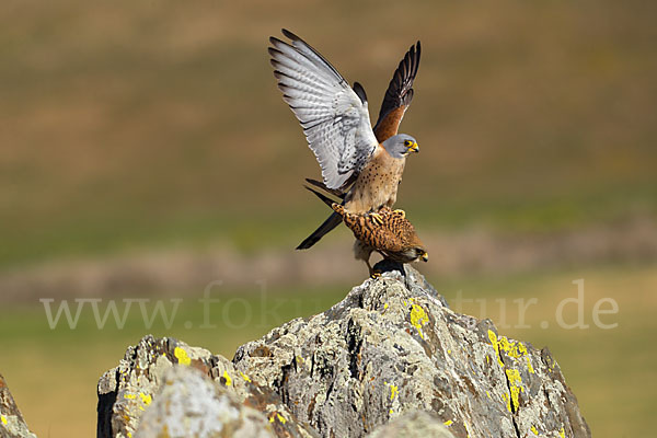 Rötelfalke (Falco naumanni)