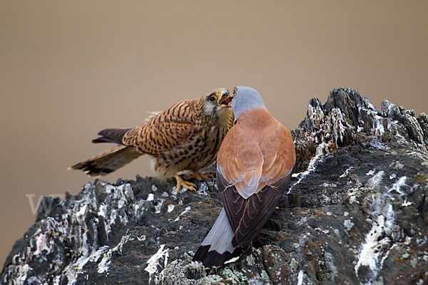 Rötelfalke (Falco naumanni)