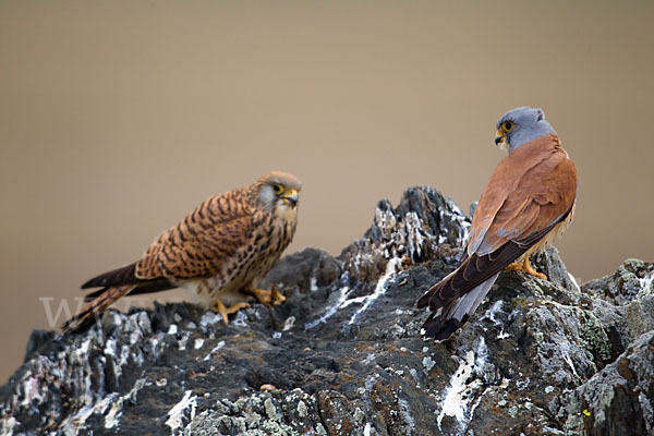 Rötelfalke (Falco naumanni)