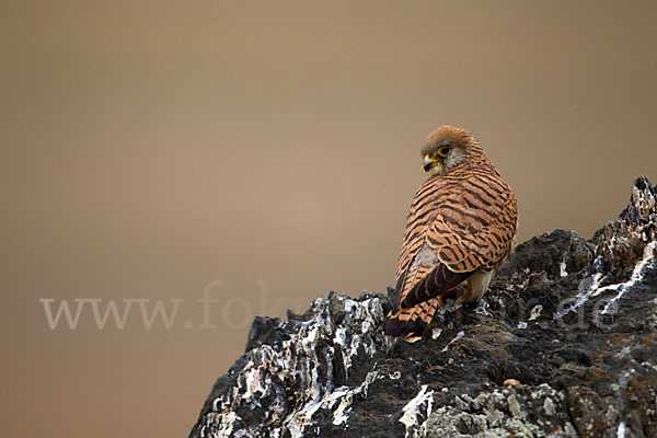 Rötelfalke (Falco naumanni)