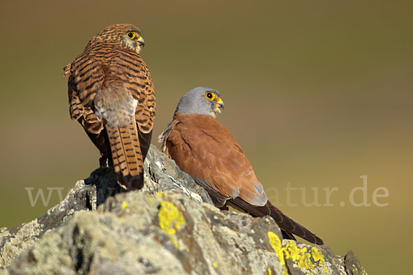 Rötelfalke (Falco naumanni)