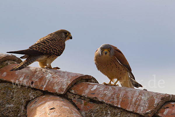 Rötelfalke (Falco naumanni)