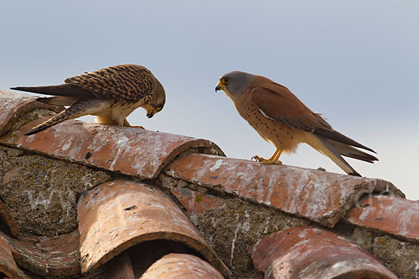 Rötelfalke (Falco naumanni)