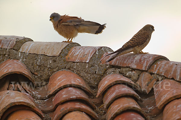 Rötelfalke (Falco naumanni)