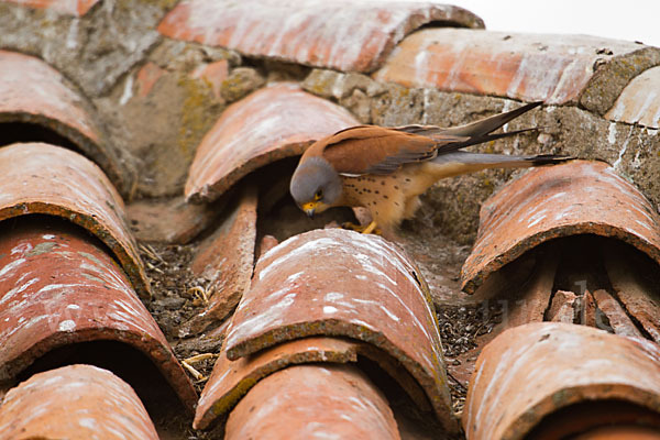 Rötelfalke (Falco naumanni)