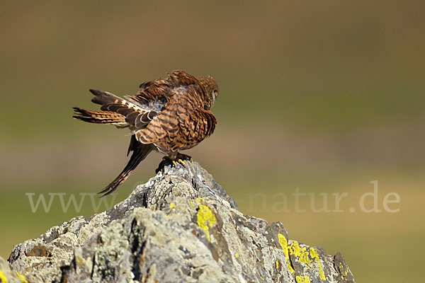 Rötelfalke (Falco naumanni)