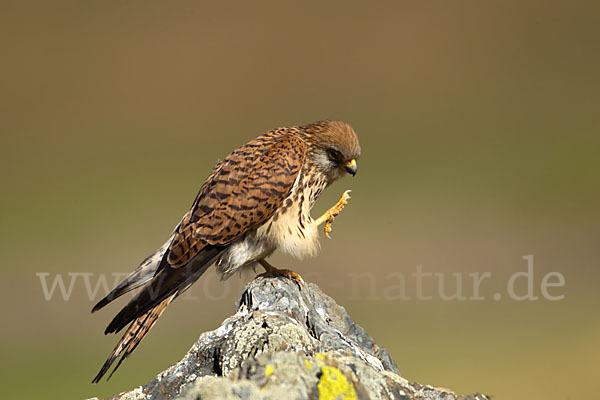 Rötelfalke (Falco naumanni)