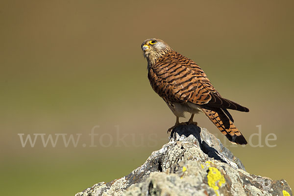 Rötelfalke (Falco naumanni)