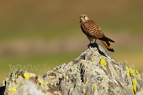 Rötelfalke (Falco naumanni)