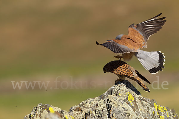 Rötelfalke (Falco naumanni)