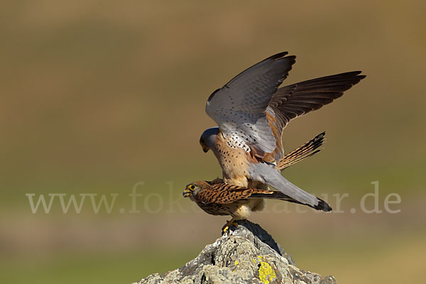 Rötelfalke (Falco naumanni)