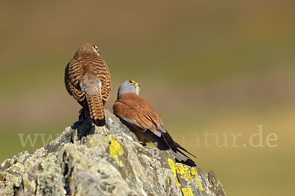 Rötelfalke (Falco naumanni)