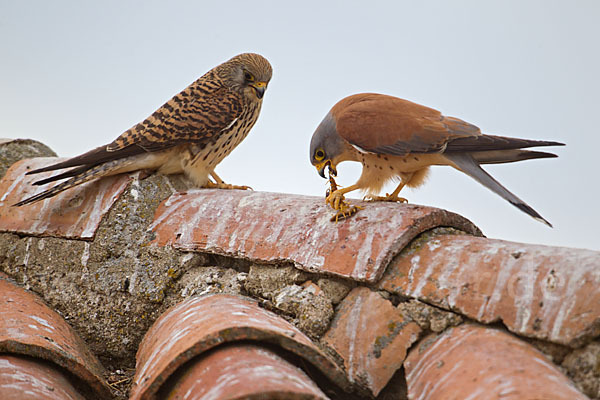 Rötelfalke (Falco naumanni)