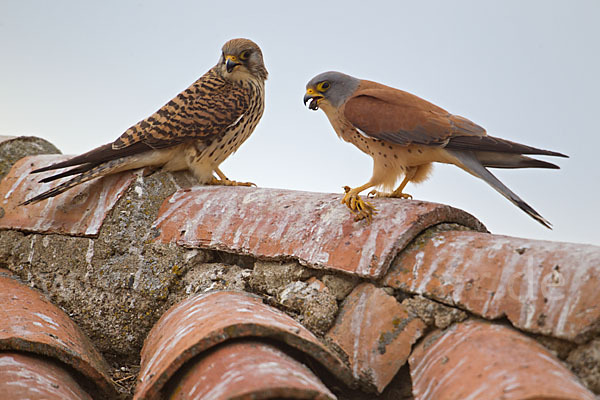 Rötelfalke (Falco naumanni)