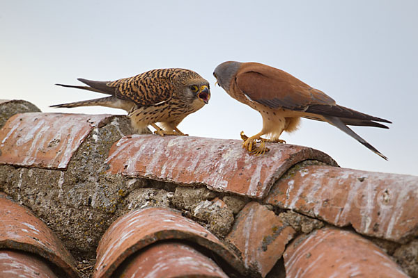 Rötelfalke (Falco naumanni)