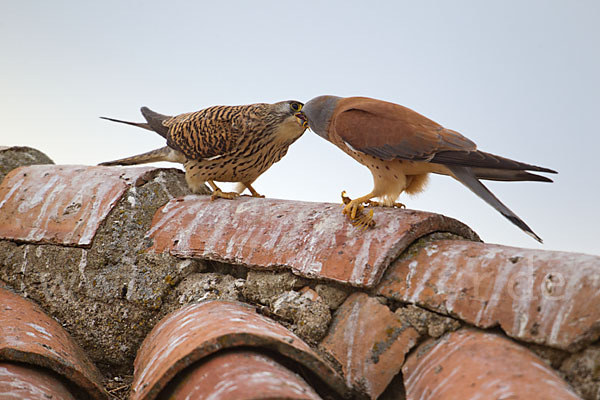 Rötelfalke (Falco naumanni)