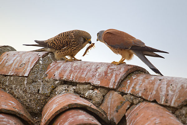 Rötelfalke (Falco naumanni)