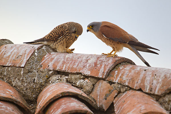 Rötelfalke (Falco naumanni)