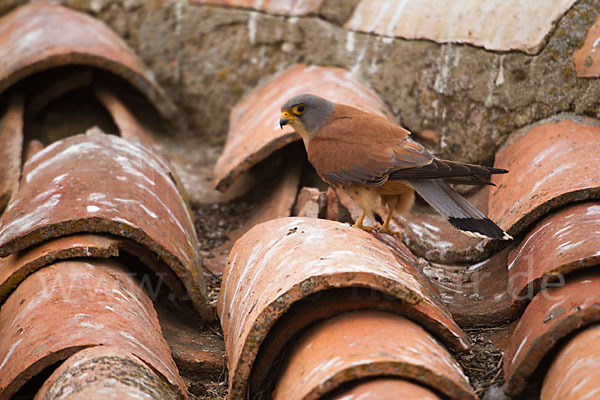 Rötelfalke (Falco naumanni)