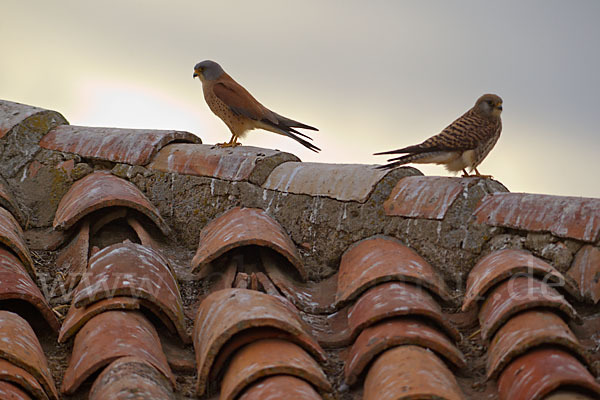 Rötelfalke (Falco naumanni)