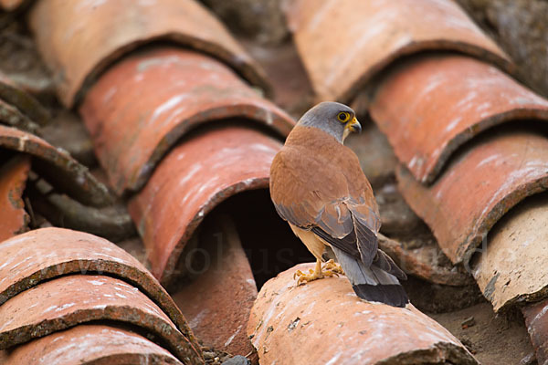 Rötelfalke (Falco naumanni)