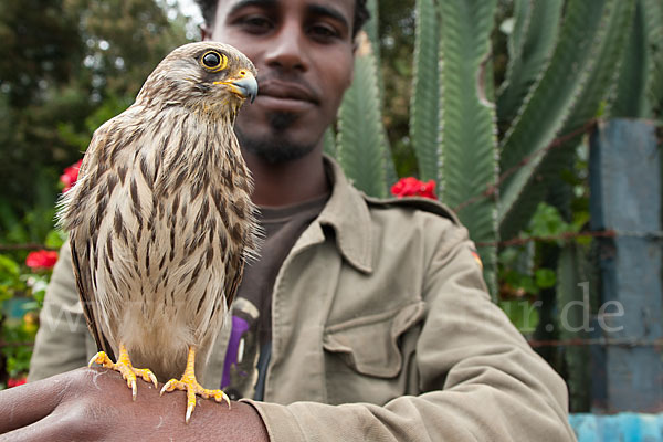 Rötelfalke (Falco naumanni)