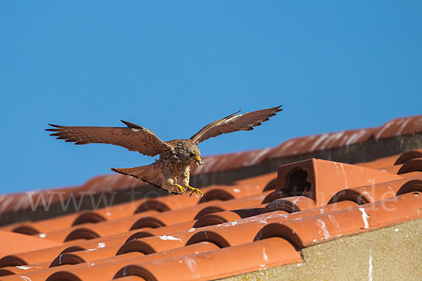 Rötelfalke (Falco naumanni)