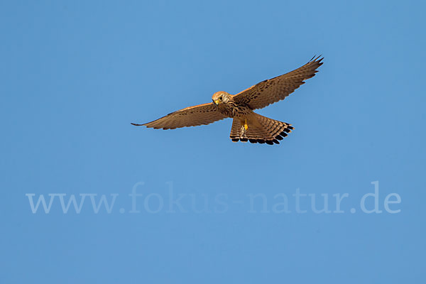 Rötelfalke (Falco naumanni)