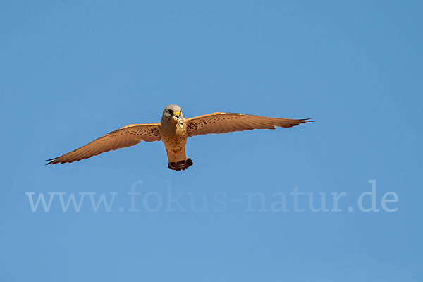 Rötelfalke (Falco naumanni)