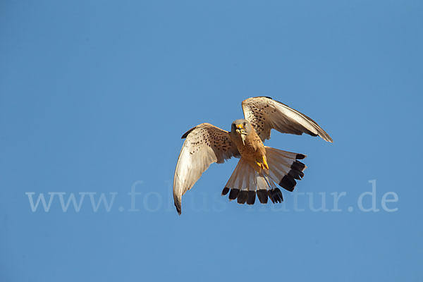 Rötelfalke (Falco naumanni)