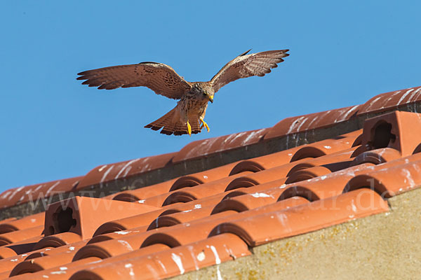 Rötelfalke (Falco naumanni)