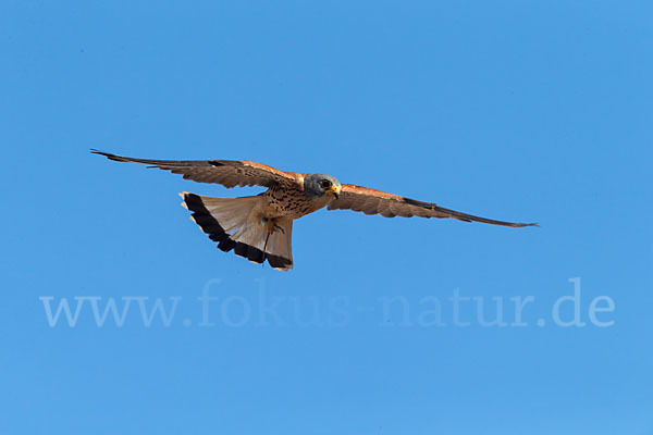 Rötelfalke (Falco naumanni)