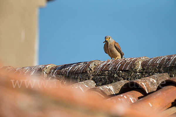 Rötelfalke (Falco naumanni)