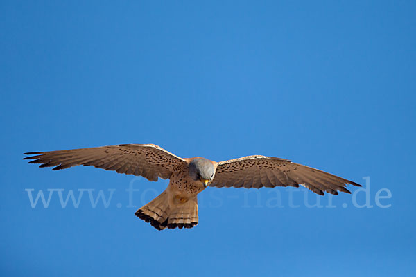 Rötelfalke (Falco naumanni)