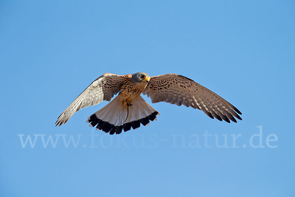 Rötelfalke (Falco naumanni)