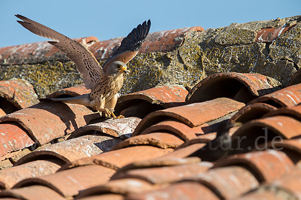 Rötelfalke (Falco naumanni)