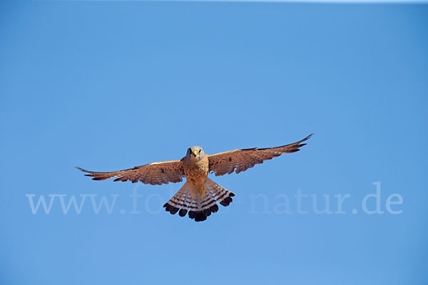 Rötelfalke (Falco naumanni)