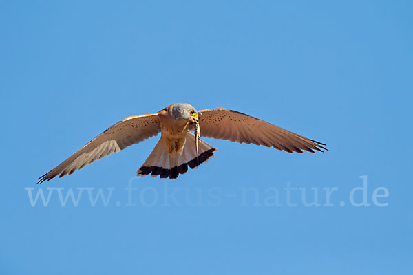 Rötelfalke (Falco naumanni)