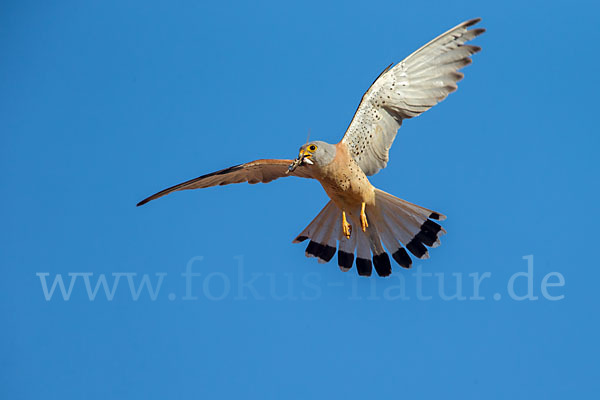 Rötelfalke (Falco naumanni)