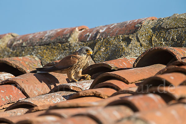 Rötelfalke (Falco naumanni)