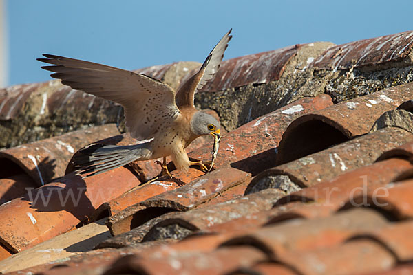 Rötelfalke (Falco naumanni)