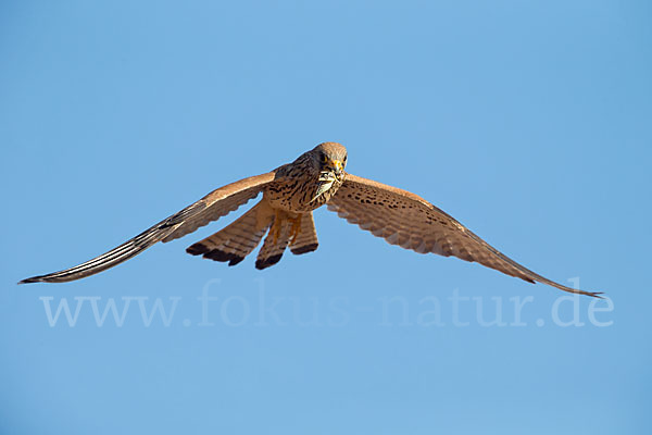 Rötelfalke (Falco naumanni)