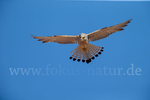 Rötelfalke (Falco naumanni)