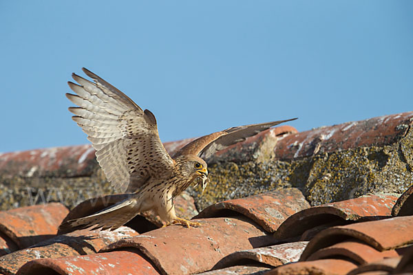 Rötelfalke (Falco naumanni)