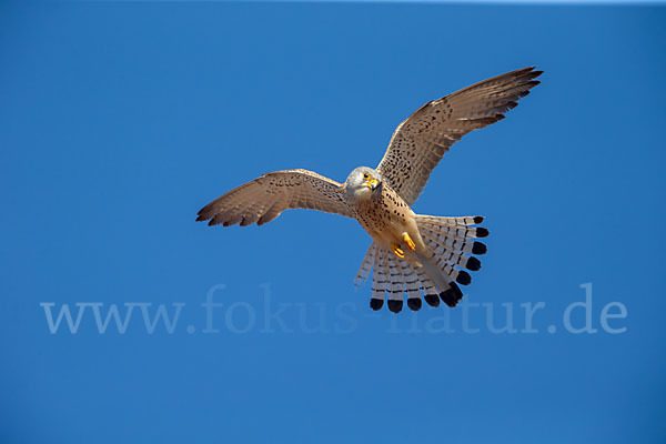 Rötelfalke (Falco naumanni)