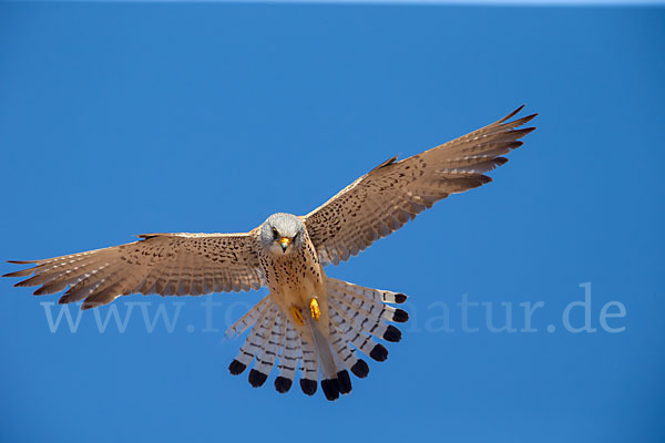 Rötelfalke (Falco naumanni)