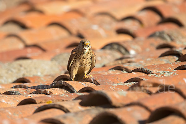 Rötelfalke (Falco naumanni)